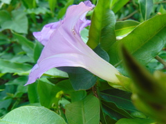 Ipomoea mitchelliae