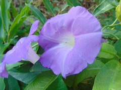 Ipomoea mitchelliae