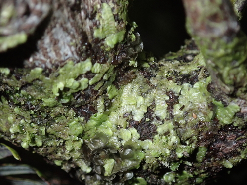 Radula acutangula, 2026-03-09