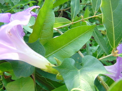 Ipomoea mitchelliae