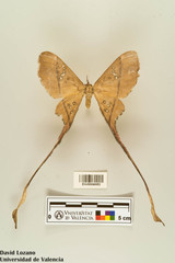 Eudaemonia troglophylla