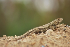 Sceloporus horridus