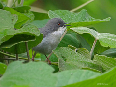 Apalis melanocephala