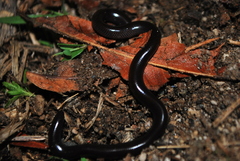 Indotyphlops braminus