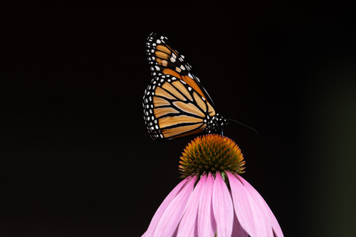 Monarch photographed in Wisconsin