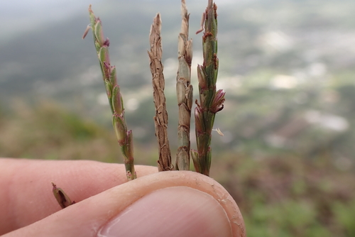 Eremochloa ophiuroides observed 2026-03-10