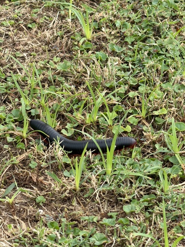 Red-legged Millipede