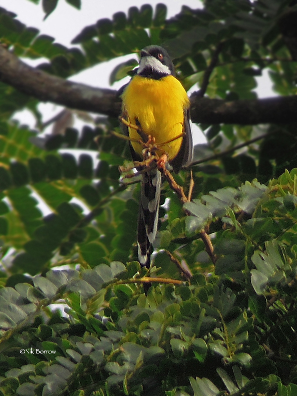 White-winged Apalis photo