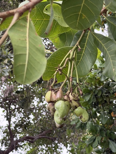 cashew