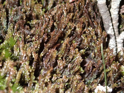 Herbertus gracilis observed 2026-03-09