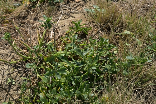 Thick-leaved Scurvy Grass (Lepidium crassum)