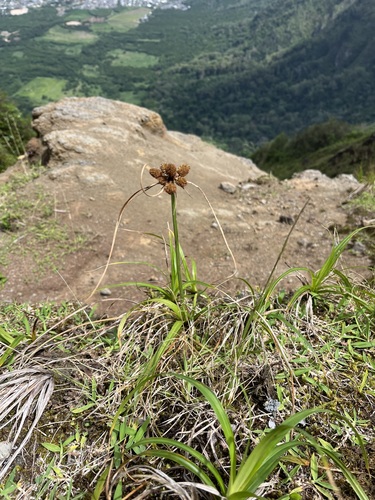 Cyperus phleoides observed 2026-03-09