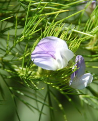 Psoralea affinis