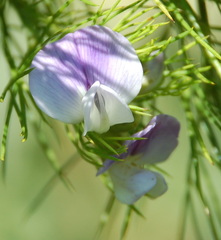 Psoralea affinis