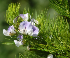 Psoralea affinis