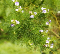 Psoralea affinis