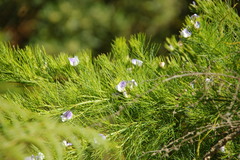 Psoralea affinis