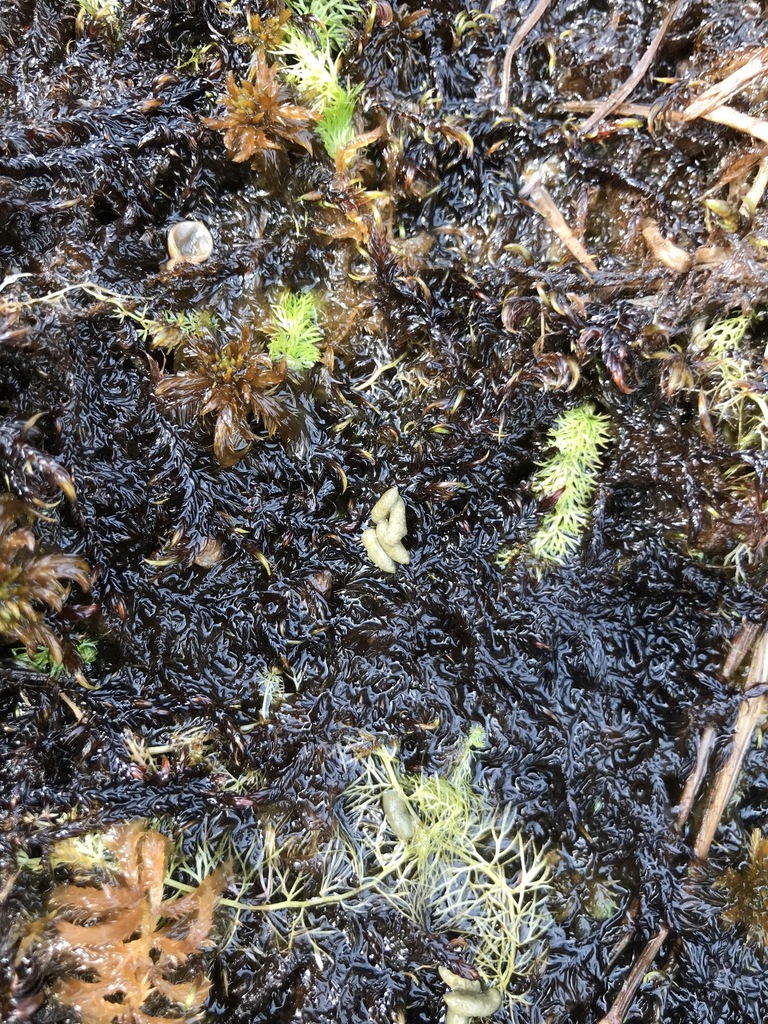 Northern Bog Lemming from Kenora District, ON, Canada on August 17 ...