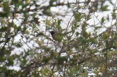 Pipilo maculatus × ocai