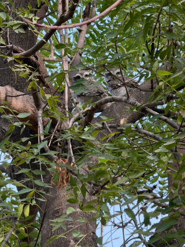 Spotted Owlet