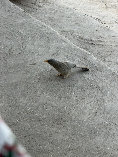 Jungle Babbler