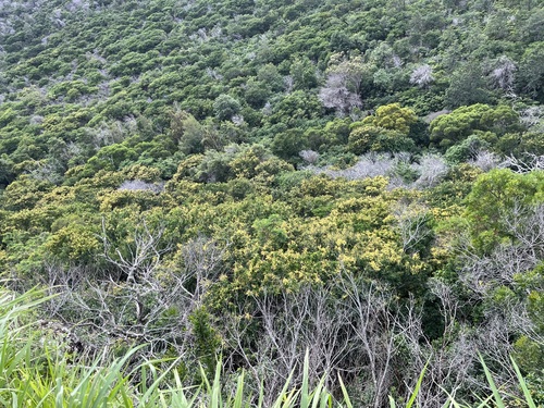 Haematoxylum campechianum, 2026-03-09