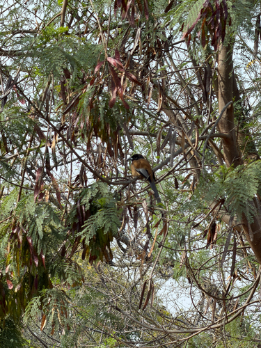 Rufous Treepie