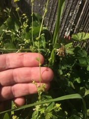Ranunculus platensis