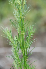Psoralea affinis
