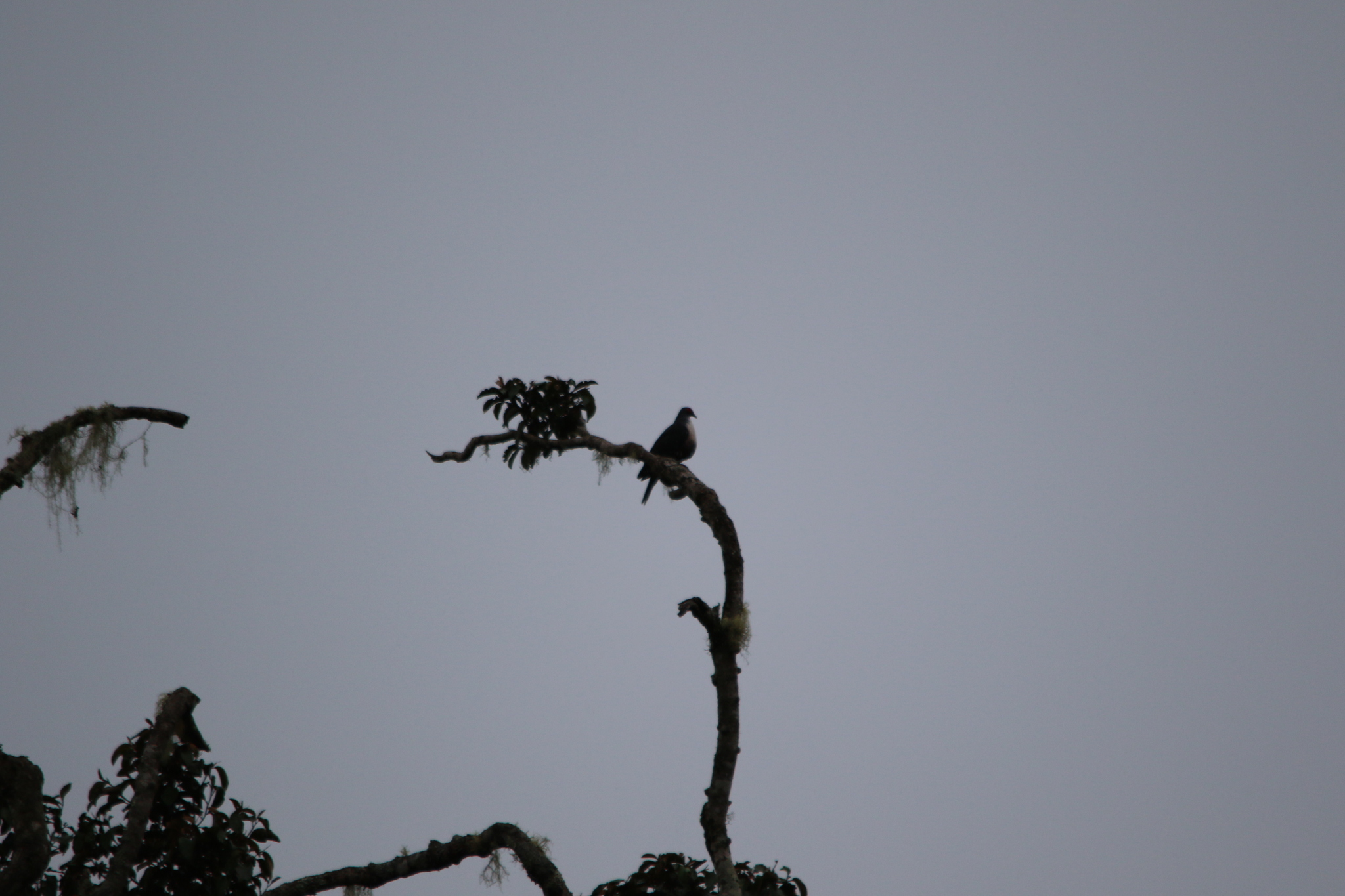 Papuan Mountain Pigeon (Gymnophaps albertisii), photo 3