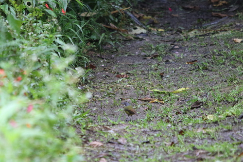 Green-backed Robin (Pachycephalopsis hattamensis), photo 2