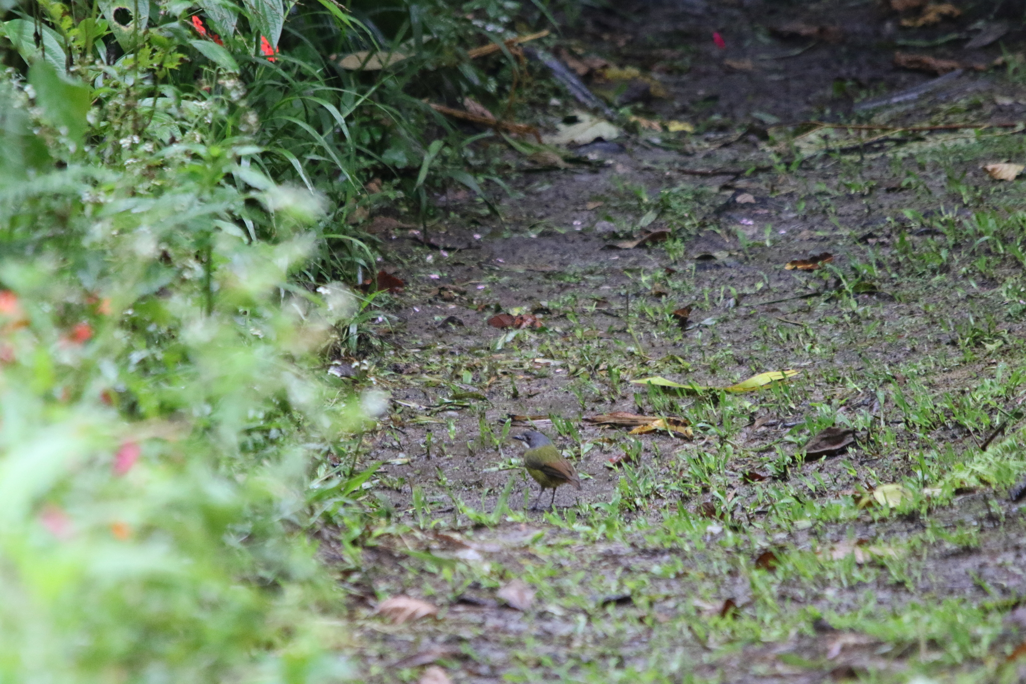 Green-backed Robin (Pachycephalopsis hattamensis), photo 2