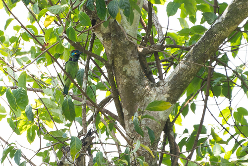 Bornean Barbet (Psilopogon eximius)