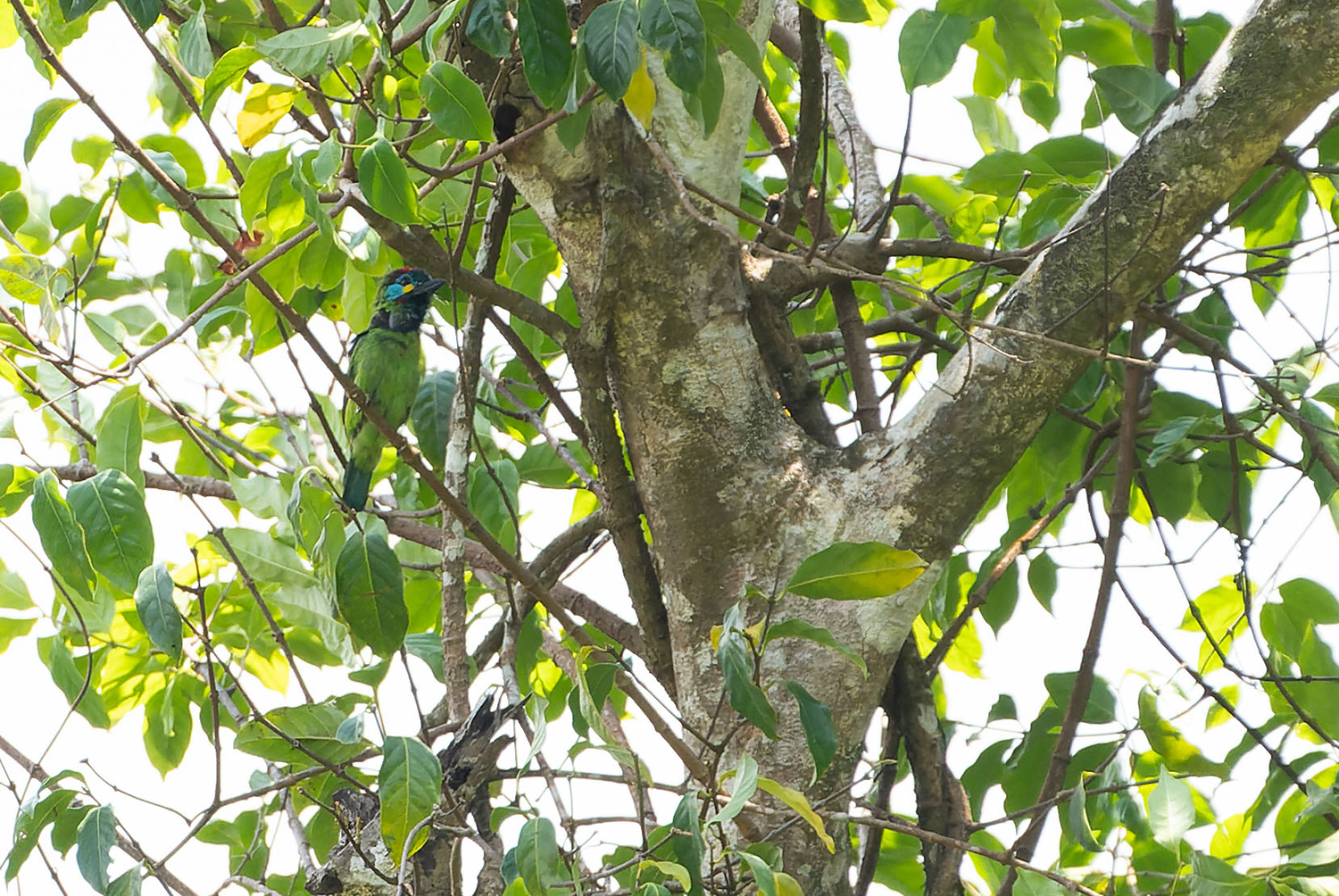 Bornean Barbet (Psilopogon eximius), photo 1