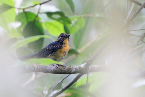 Meratus Blue Flycatcher (Cyornis kadayangensis), photo 6