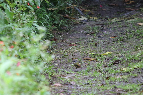 Green-backed Robin (Pachycephalopsis hattamensis)