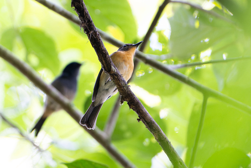 Meratus Blue Flycatcher (Cyornis kadayangensis), photo 4