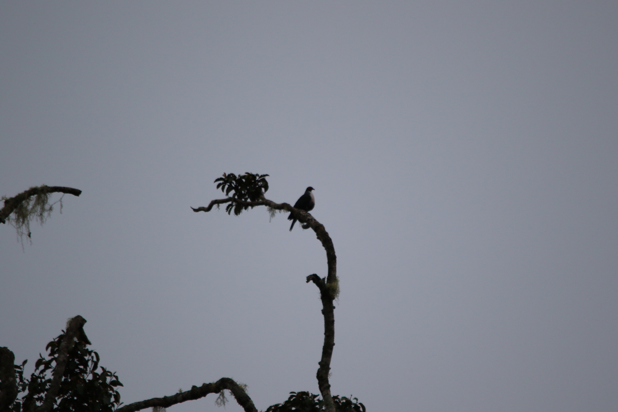 Papuan Mountain Pigeon (Gymnophaps albertisii), photo 4