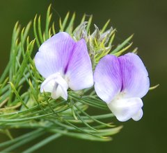 Psoralea affinis