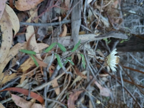 Satin Everlasting (Helichrysum leucopsideum)
