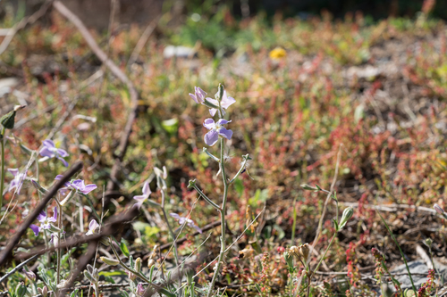 Matthiola longipetala, photograph 6