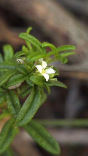 Hairy Zieria (Zieria pilosa)