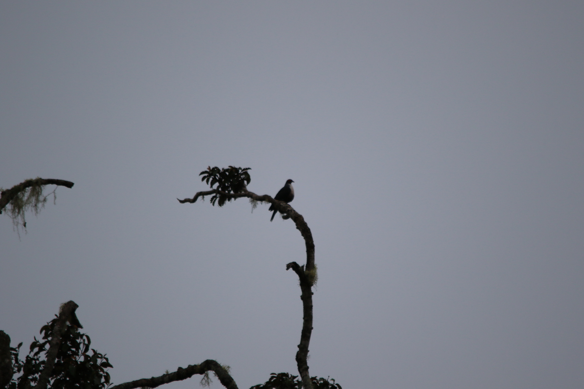 Papuan Mountain Pigeon (Gymnophaps albertisii), photo 10