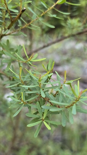 Graceful Bush Pea (Pultenaea flexilis)