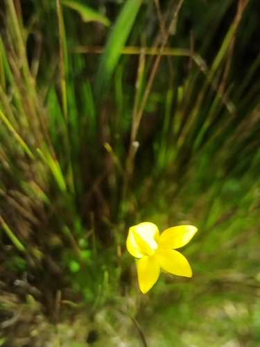 Yellow Oneye (Monopsis lutea)