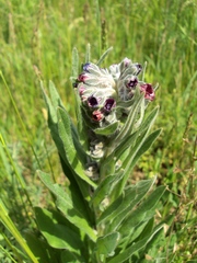 Cynoglossum officinale