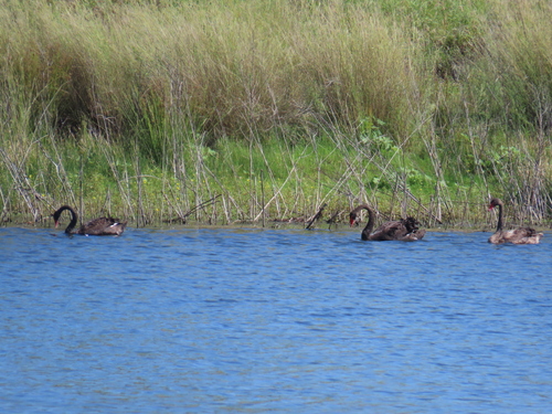 Black Swan