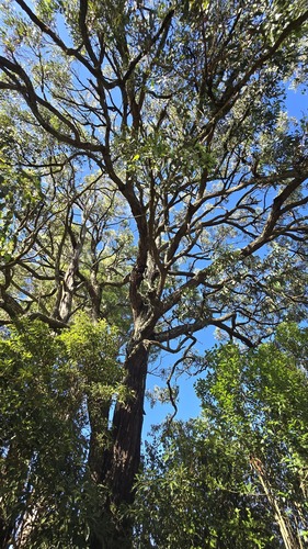 Red Ironbark (Eucalyptus fibrosa)