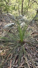 (c) Petra Holland, some rights reserved (CC BY) Xanthorrhoea media, photograph (c) Petra Holland, some rights reserved (CC BY)