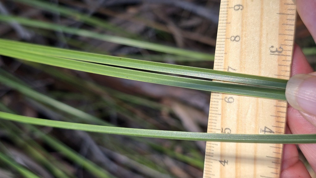 Xanthorrhoea media; photograph (c) Petra Holland, some rights reserved (CC BY)